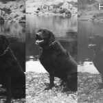 Disposable Single Use Cameras B&W Photo Comparison - Dog