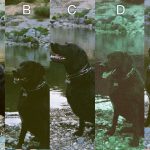 Dog-Disposable Cameras comparison