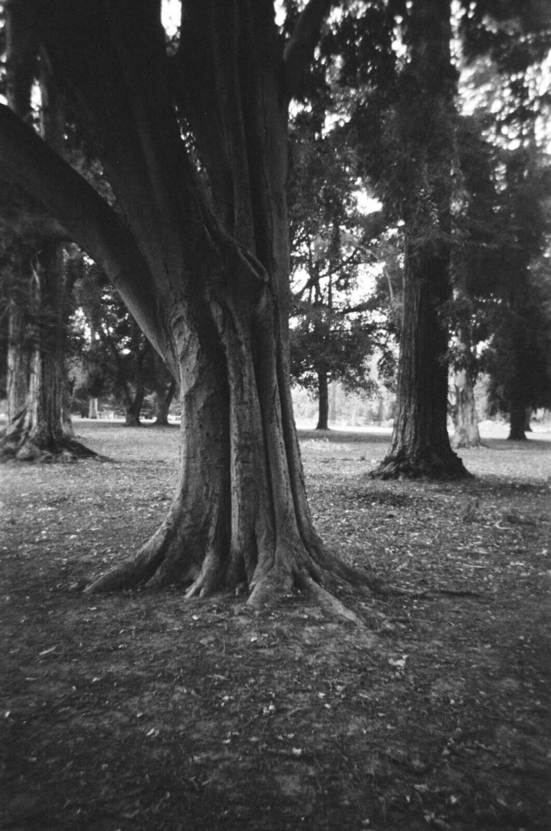 Ilford HP5 single use sample images